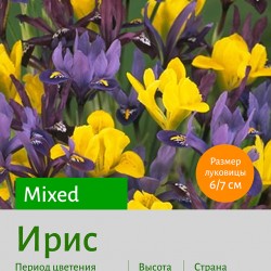  Ирис (Iris) Mixed